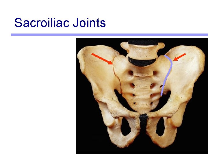 Sacroiliac Joints 