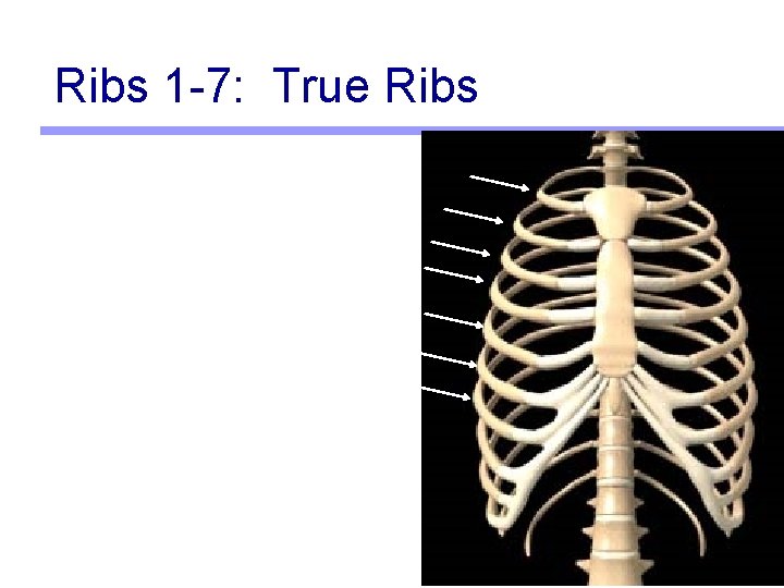 Ribs 1 -7: True Ribs 