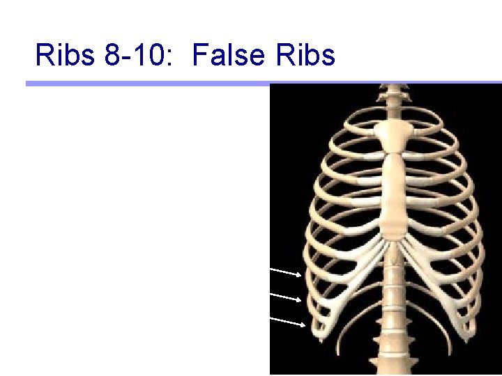 Ribs 8 -10: False Ribs 