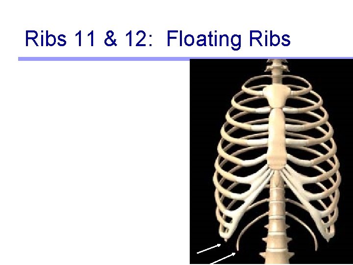 Ribs 11 & 12: Floating Ribs 