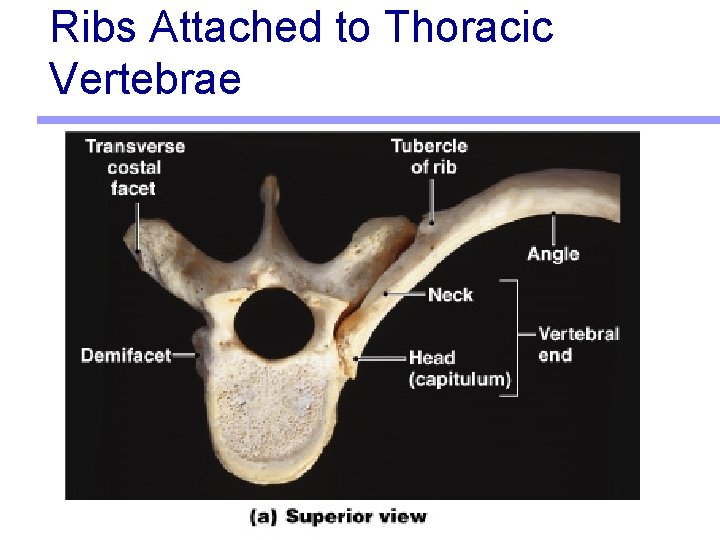 Ribs Attached to Thoracic Vertebrae 