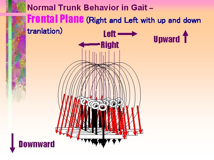 Normal Trunk Behavior in Gait – Frontal Plane (Right and Left with up and