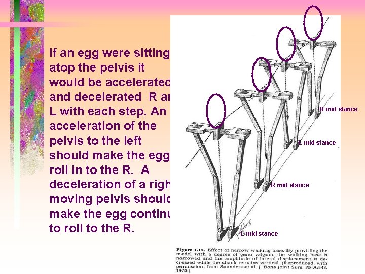 If an egg were sitting atop the pelvis it would be accelerated and decelerated