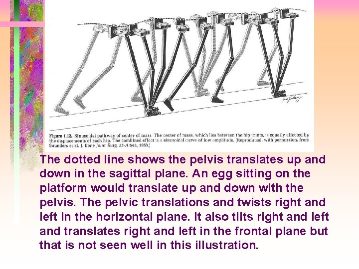 The dotted line shows the pelvis translates up and down in the sagittal plane.