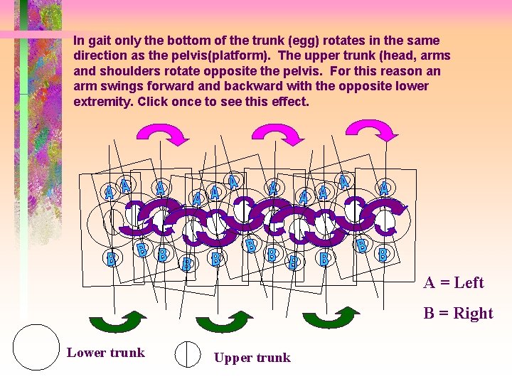 In gait only the bottom of the trunk (egg) rotates in the same direction