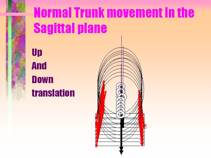 Normal Trunk movement in the Sagittal plane Up And Down translation 