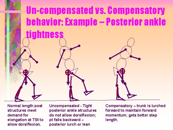 Un-compensated vs. Compensatory behavior: Example – Posterior ankle tightness Normal length post structures meet