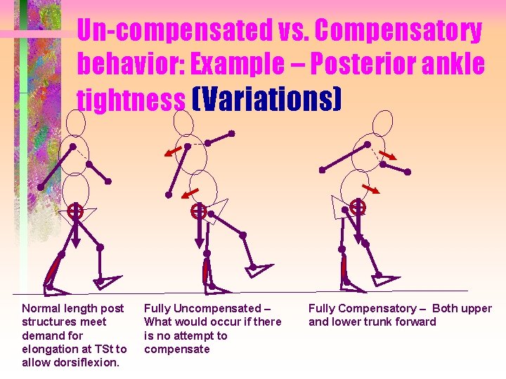 Un-compensated vs. Compensatory behavior: Example – Posterior ankle tightness (Variations) Normal length post structures