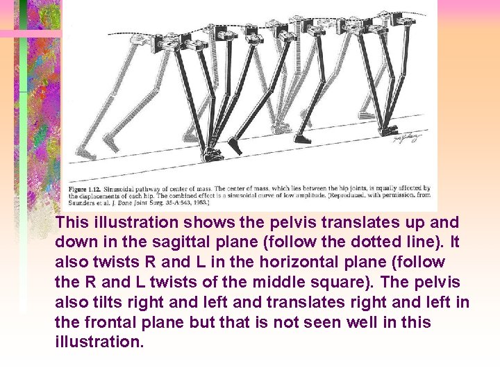 This illustration shows the pelvis translates up and down in the sagittal plane (follow
