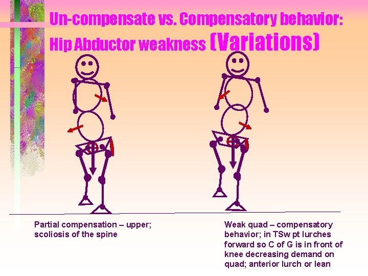 Un-compensate vs. Compensatory behavior: Hip Abductor weakness (Variations) Partial compensation – upper; scoliosis of