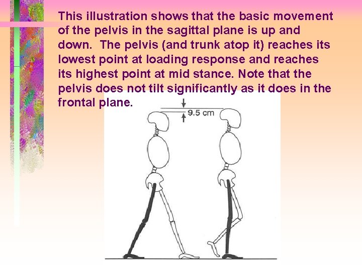 This illustration shows that the basic movement of the pelvis in the sagittal plane