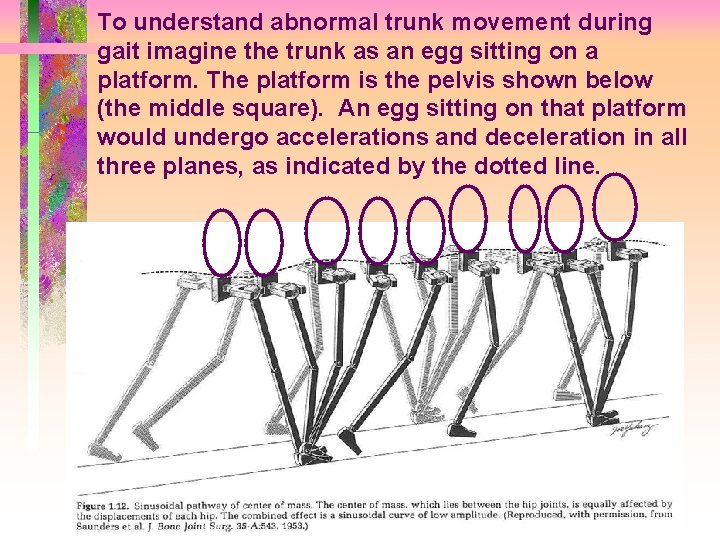 To understand abnormal trunk movement during gait imagine the trunk as an egg sitting