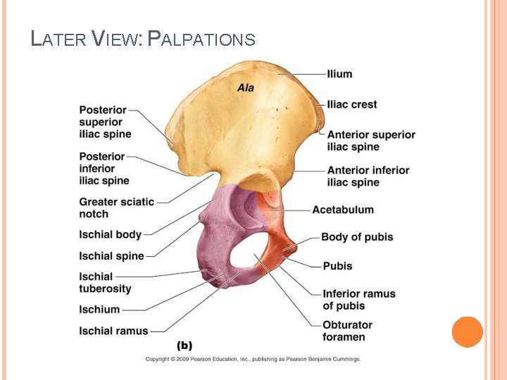 LATER VIEW: PALPATIONS 