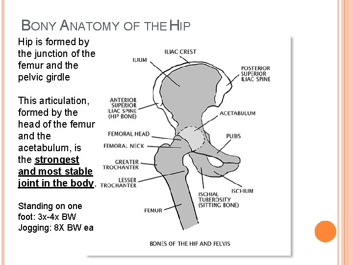 BONY ANATOMY OF THE HIP Hip is formed by the junction of the femur