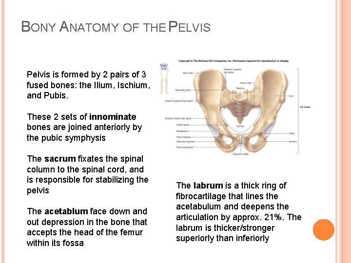 BONY ANATOMY OF THE PELVIS Pelvis is formed by 2 pairs of 3 fused
