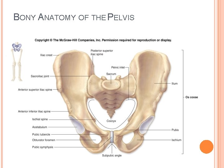 BONY ANATOMY OF THE PELVIS 