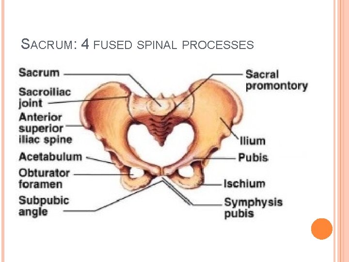 SACRUM: 4 FUSED SPINAL PROCESSES 