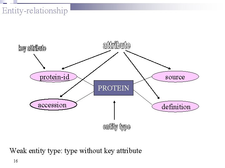 Entity-relationship protein-id source PROTEIN accession Weak entity type: type without key attribute 16 definition