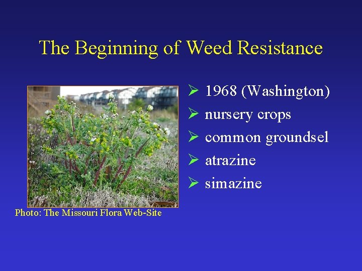 The Beginning of Weed Resistance Ø 1968 (Washington) Ø nursery crops Ø common groundsel