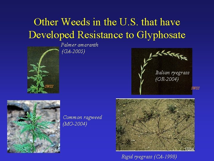 Other Weeds in the U. S. that have Developed Resistance to Glyphosate Palmer amaranth