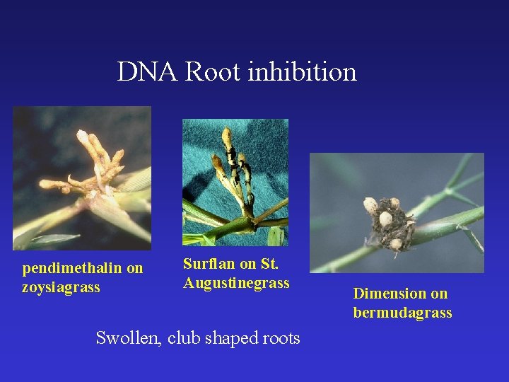 DNA Root inhibition pendimethalin on zoysiagrass Surflan on St. Augustinegrass Swollen, club shaped roots