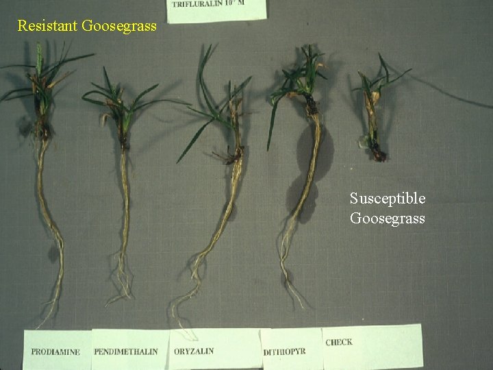 Resistant Goosegrass Susceptible Goosegrass 