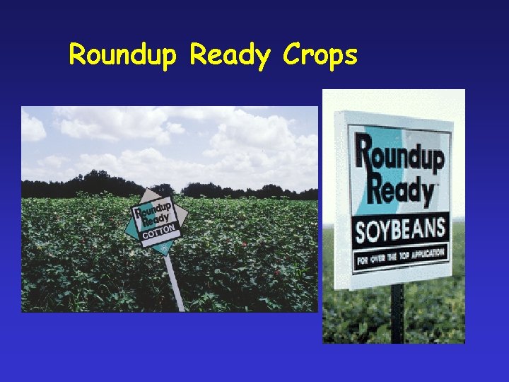 Roundup Ready Crops 