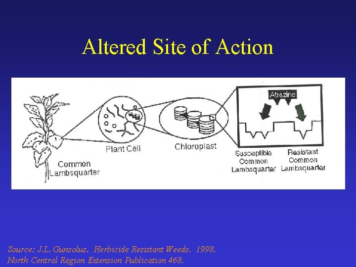 Altered Site of Action Source: J. L. Gunsolus. Herbicide Resistant Weeds. 1998. North Central