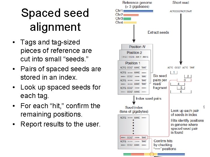 Spaced seed alignment • Tags and tag-sized pieces of reference are cut into small