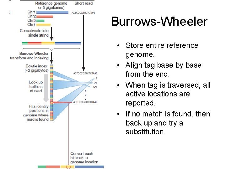 Burrows-Wheeler • Store entire reference genome. • Align tag base by base from the