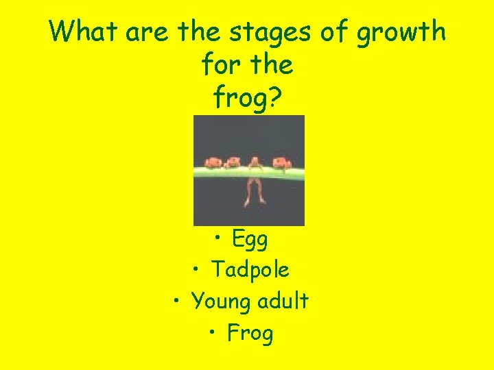 What are the stages of growth for the frog? • Egg • Tadpole •