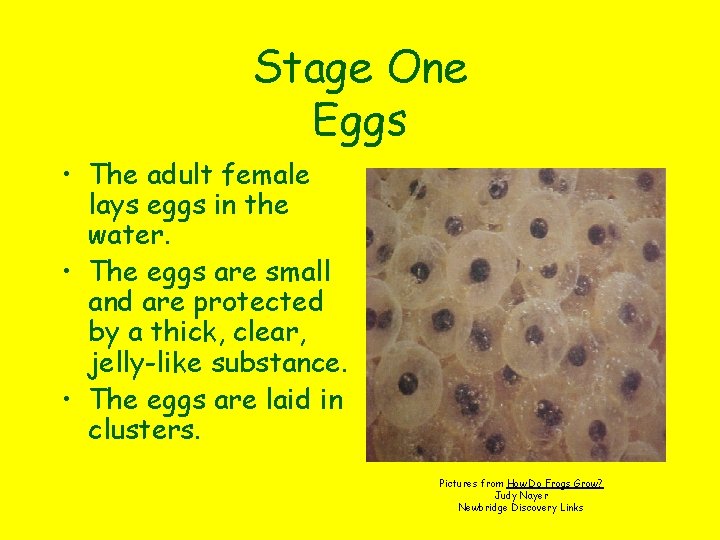 Stage One Eggs • The adult female lays eggs in the water. • The