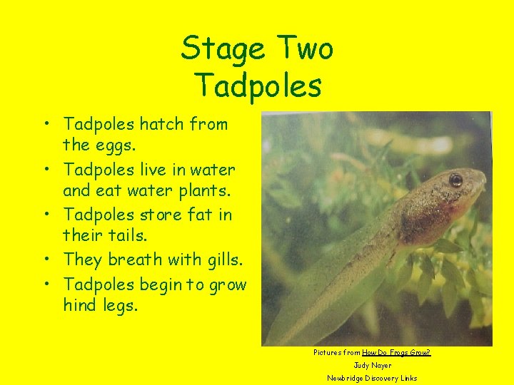 Stage Two Tadpoles • Tadpoles hatch from the eggs. • Tadpoles live in water