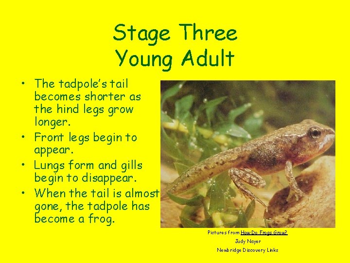 Stage Three Young Adult • The tadpole’s tail becomes shorter as the hind legs