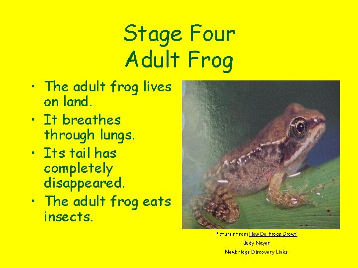 Stage Four Adult Frog • The adult frog lives on land. • It breathes