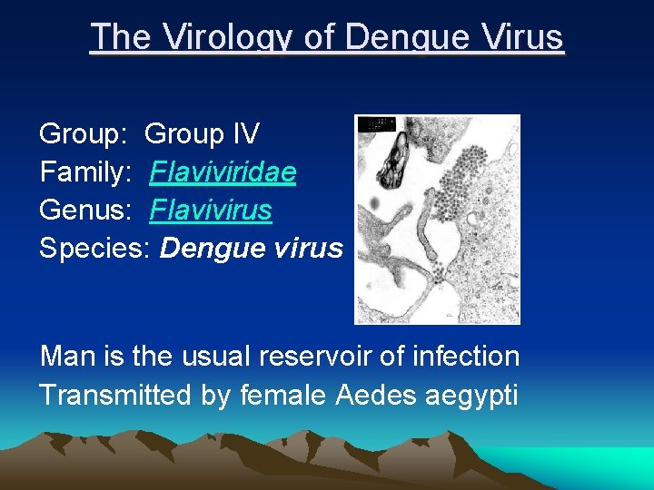The Virology of Dengue Virus Group: Group IV Family: Flaviviridae Genus: Flavivirus Species: Dengue