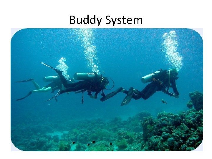 Buddy System 