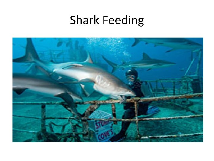 Shark Feeding 