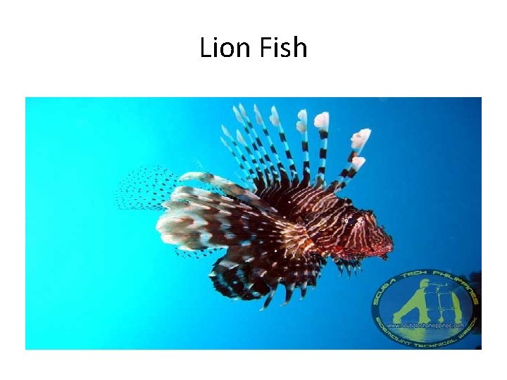 Lion Fish 