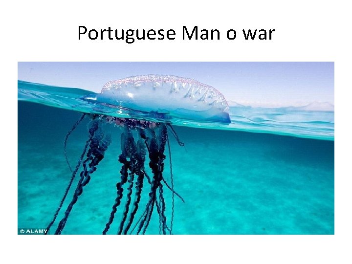 Portuguese Man o war 