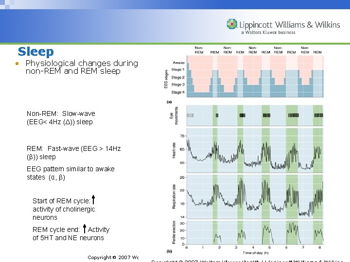 Sleep • Physiological changes during non-REM and REM sleep Non-REM: Slow-wave (EEG< 4 Hz