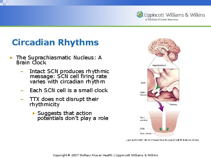 Circadian Rhythms • The Suprachiasmatic Nucleus: A Brain Clock – Intact SCN produces rhythmic
