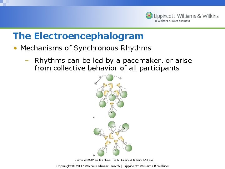 The Electroencephalogram • Mechanisms of Synchronous Rhythms – Rhythms can be led by a