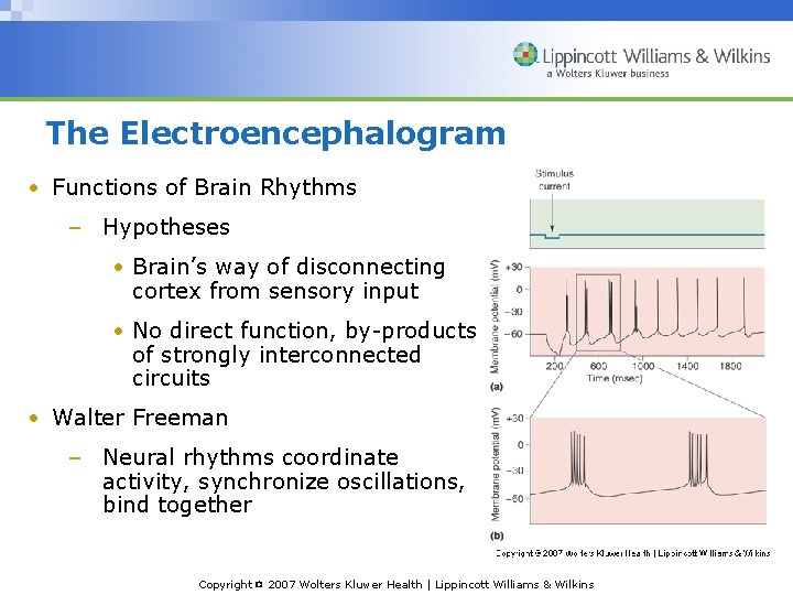 The Electroencephalogram • Functions of Brain Rhythms – Hypotheses • Brain’s way of disconnecting