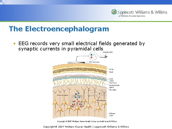 The Electroencephalogram • EEG records very small electrical fields generated by synaptic currents in