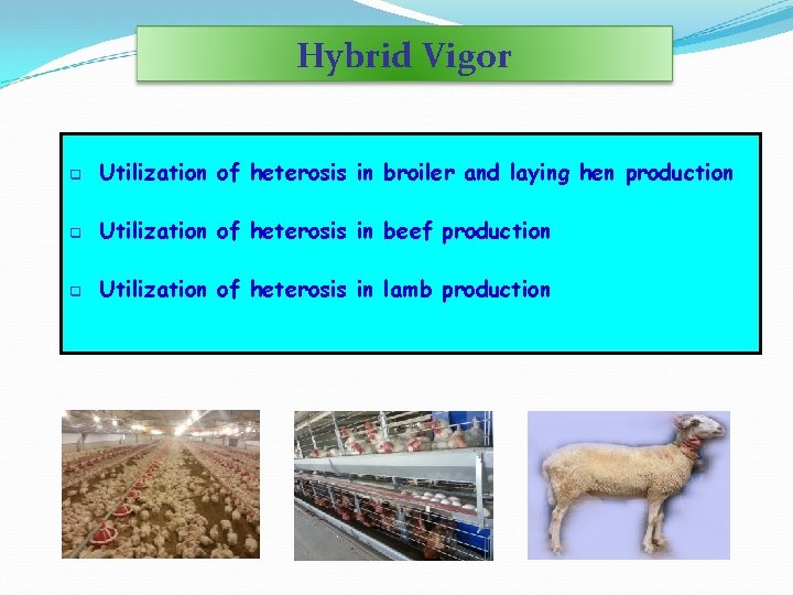 Hybrid Vigor q Utilization of heterosis in broiler and laying hen production q Utilization