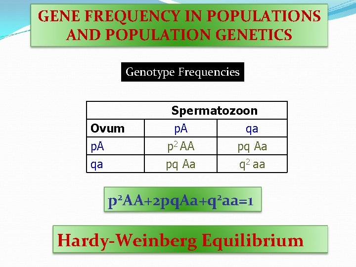 GENE FREQUENCY IN POPULATIONS AND POPULATION GENETICS Genotype Frequencies Ovum p. A qa Spermatozoon