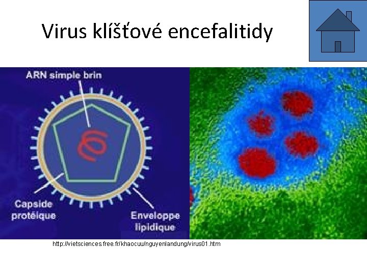 Virus klíšťové encefalitidy http: //vietsciences. free. fr/khaocuu/nguyenlandung/virus 01. htm 