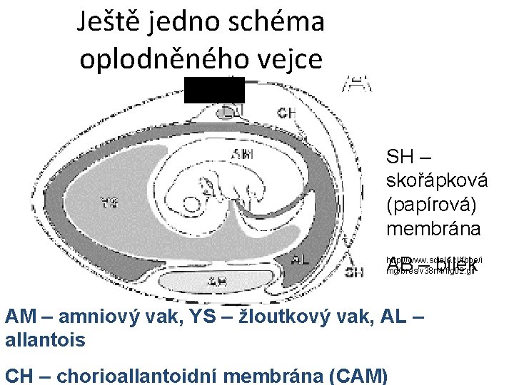 Ještě jedno schéma oplodněného vejce SH – skořápková (papírová) membrána AB – bílek http: