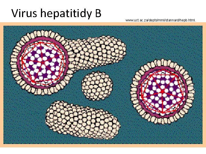 Virus hepatitidy B www. uct. ac. za/depts/mmi/stannard/hepb. html. 